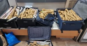 300 שתילים בחמש מזוודות: רופא נתפס בנתב"ג בשובו מתאילנד חמש המזוודות שבהן התגלו כ-300 השתילים בנמל התעופה בן גוריון | צילום: מפקחי מכס נתב