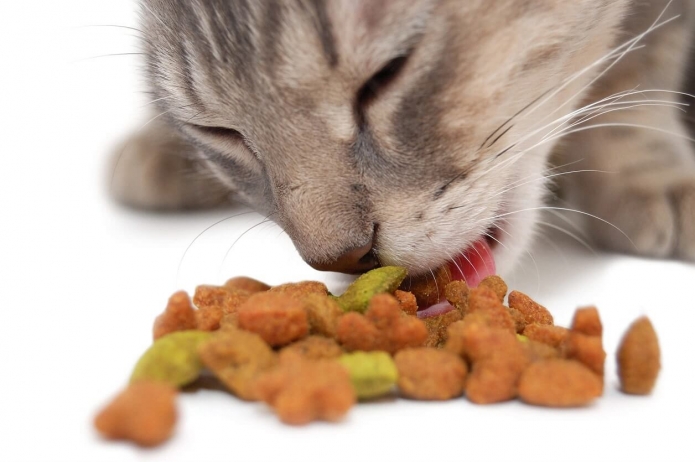 חתול אוכל חטיפים 