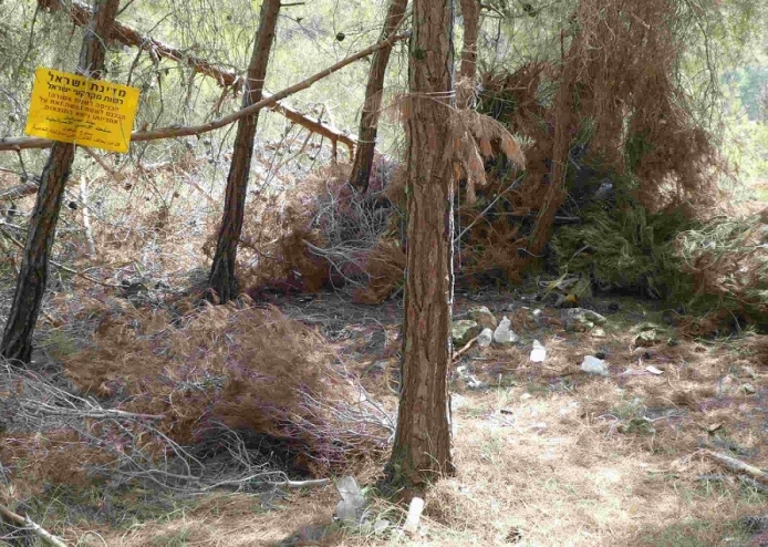 פלישה ביער קקל ליד מבשרת ציון (צילום: רשות מקרקעי ישראל)