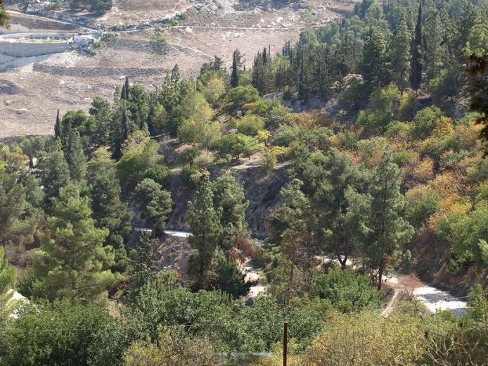 יער השלום (צילום:פיתוח מזרח ירושלים)
