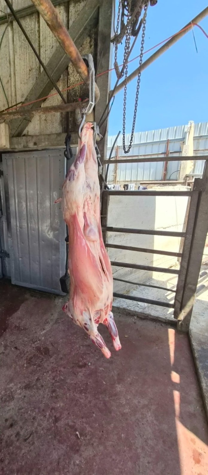 טבחות הצאן שנתפסו בדיר בכאבול. צילום: משרד החקלאות וביטחון המזון