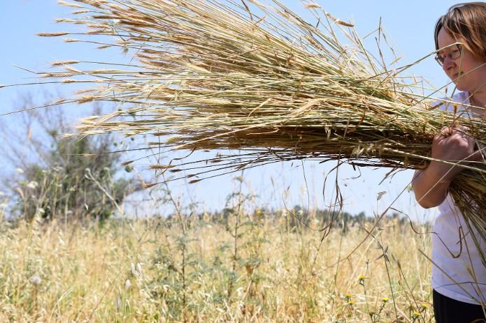דגני בר בשדה בן ימינו עם מינים מתפרקים מאוחר במצב יבש. צילום: ד"ר איריס גרומן־ירוסלבסקי