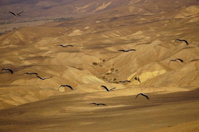 תיעוד אווירי של נדידת החסידות מעל הערבה התיכונה. צילום: דליה מטמון, הערבה התיכונה