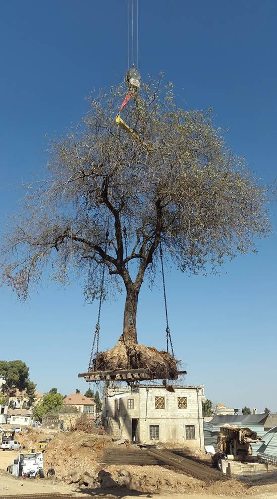 עץ אלה אטלנטית, שגילו נאמד בכ 100 שנה. צילום: דפנה בר יוסף
