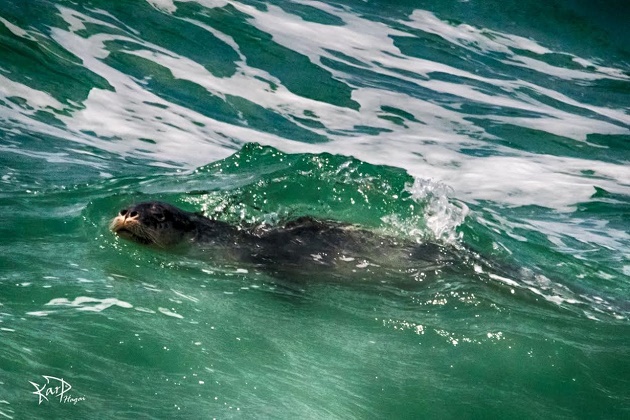 כלב הים בראש הנקרה. צילום: חגי קרפ
