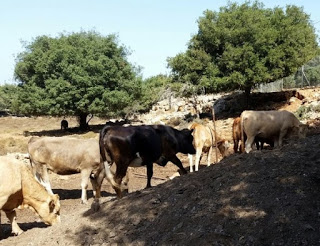 כפר נחום: פונתה מכלאת בקר בלתי חוקית שהוקמה על אדמות מדינה 