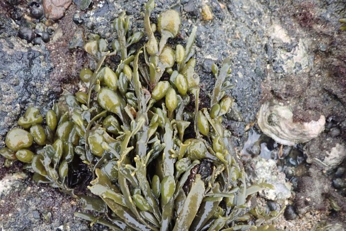 אצת הים Ascophyllum nodosum, שממנה מופקת טכנולוגיית Tasco (אילוסטרציה) | צילום: Andra Waagmeester / Wikimedia Commons