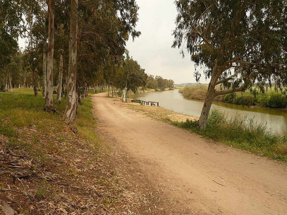 דרך עפר לאורך נחל אלכסנדר, בין עצי האקליפטוס