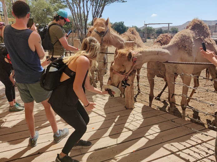 האכלת גמלים בכפר הנוקדים (צילום: יוני גריצנר)