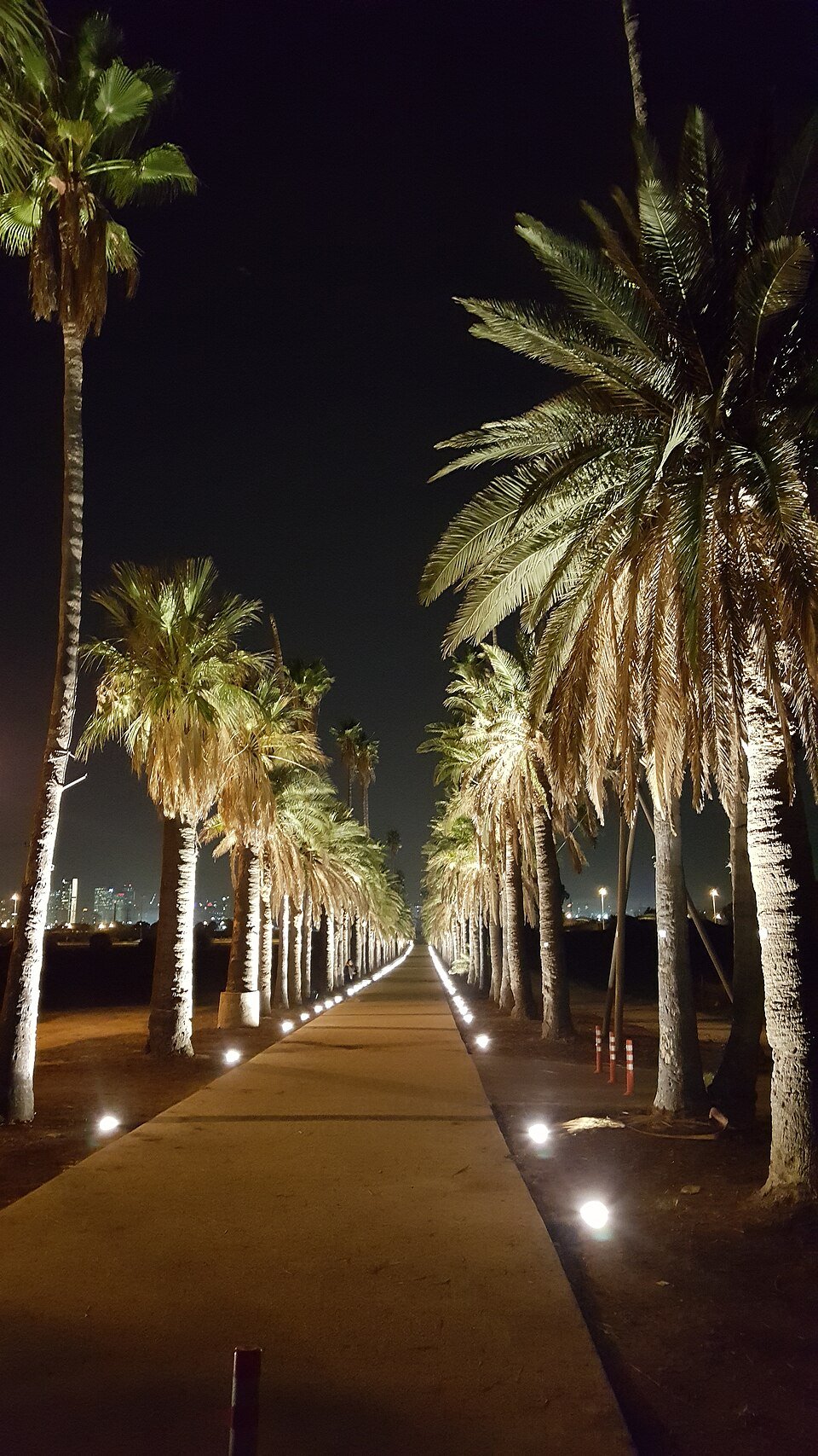 שדרת הדקלים ההיסטורית במקווה ישראל (צילום: Ovedc, ויקישיתוף, CC BY-SA 4.0)