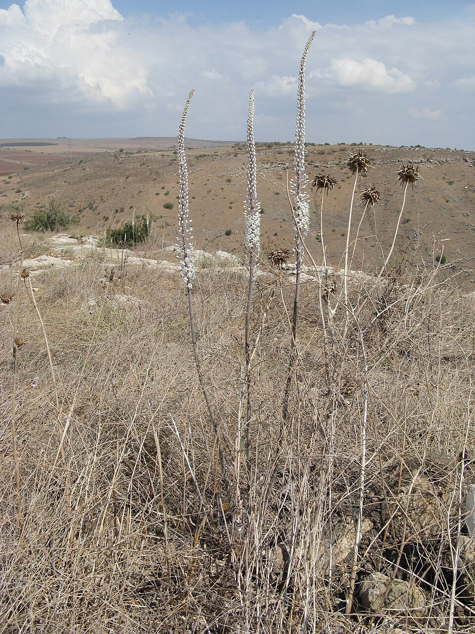 קני הפריחה הלבנים והגבוהים של החצב – הסימן הראשון שהסתיו הגיע