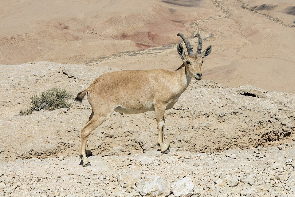 יעל נובי מטייל על סלעי מכתש רמון – מראה שגרתי סביב מצפה רמון