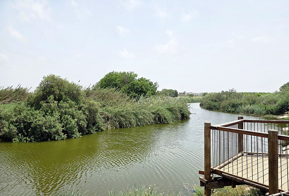 מצפה תצפית מעץ על גדת נחל אלכסנדר, בין קני הסוף