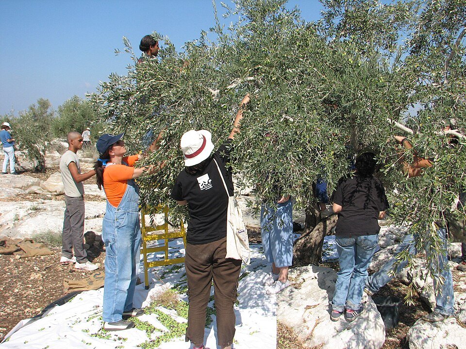 מסיק זיתים: יריעה פרושה מתחת לעץ והענפים מנוערים ביד | צילום: צילום: Orrling, ויקישיתוף, CC BY-SA 3.0