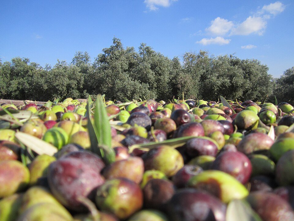 ערימת זיתים שנמסקו, עם עלים שעוד לא נופו
