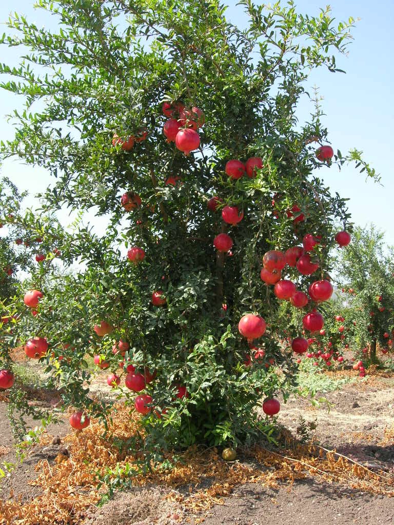 עץ רימון עמוס פרי אדום – שיא עונת הקטיף בספטמבר-אוקטובר