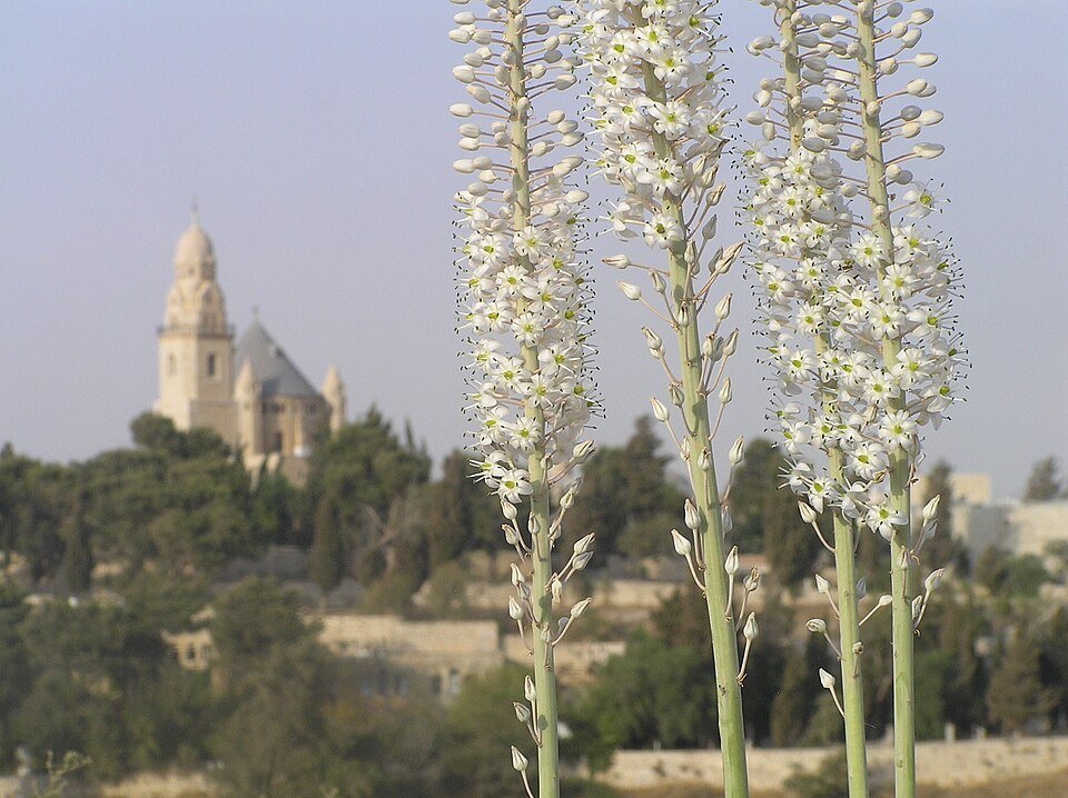 שיבולי החצב הלבנים פורחים בסוף הקיץ, הסימן הראשון שהסתיו בדרך