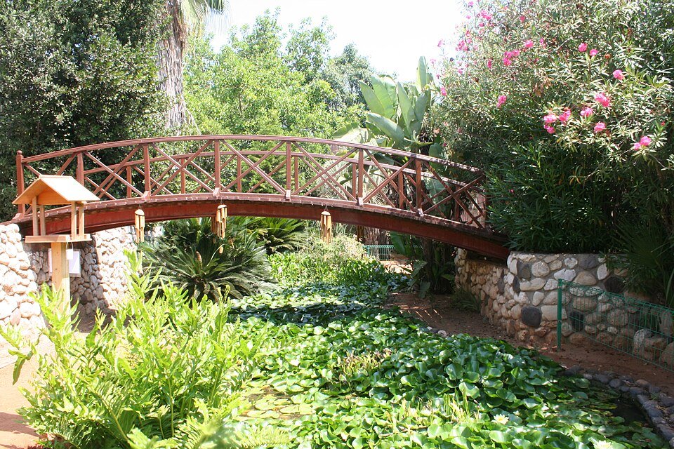 גשרון עץ אדום בגן הבוטני בתל אביב