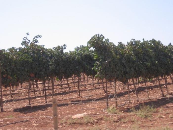 שורות כרם בגליל העליון, למרגלות רכס הרי נפתלי