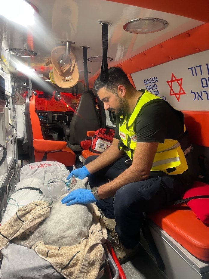 צוות מד"א מעניק טיפול רפואי לחתול מיצי בתוך האמבולנס | צילום: דוברות מד"א