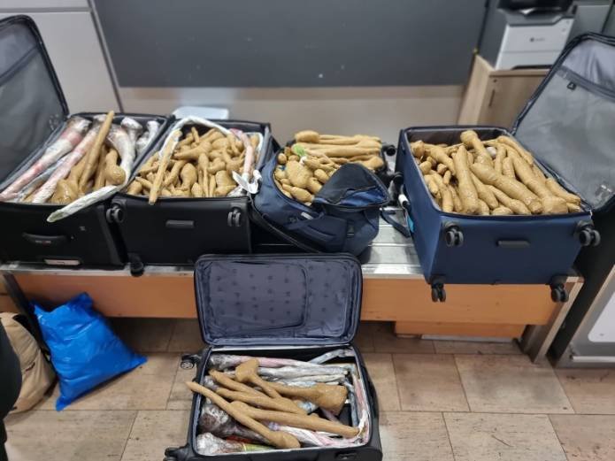 חמש המזוודות שבהן התגלו כ-300 השתילים בנמל התעופה בן גוריון | צילום: מפקחי מכס נתב"ג