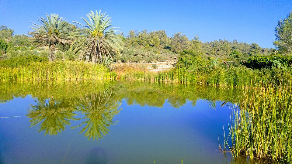 האגם בנאות קדומים: מים שקטים שמשקפים דקלים וצמחייה, על גבול השפלה והרי ירושלים (צילום: Laliv g, ויקישיתוף, CC BY-SA 4.0)