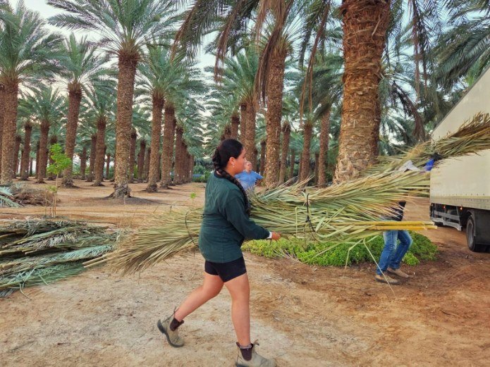 משלוח כפות תמרים ממטעי הערבה התיכונה | צילום: הילה אלבז, הערבה התיכונה