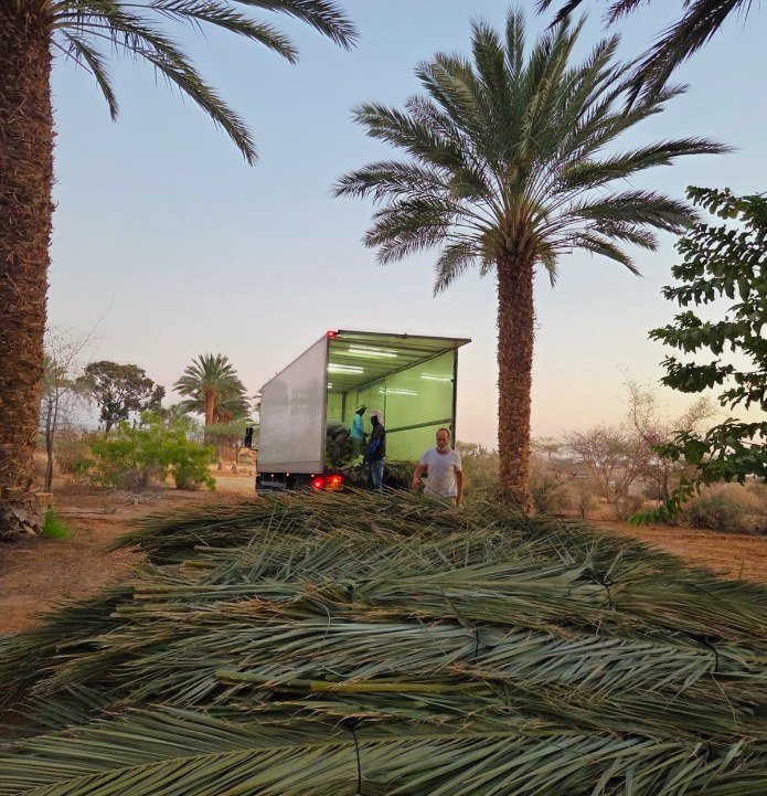 כפות תמרים נאספות לקראת המשלוח. צילום: הילה אלבז, הערבה התיכונה