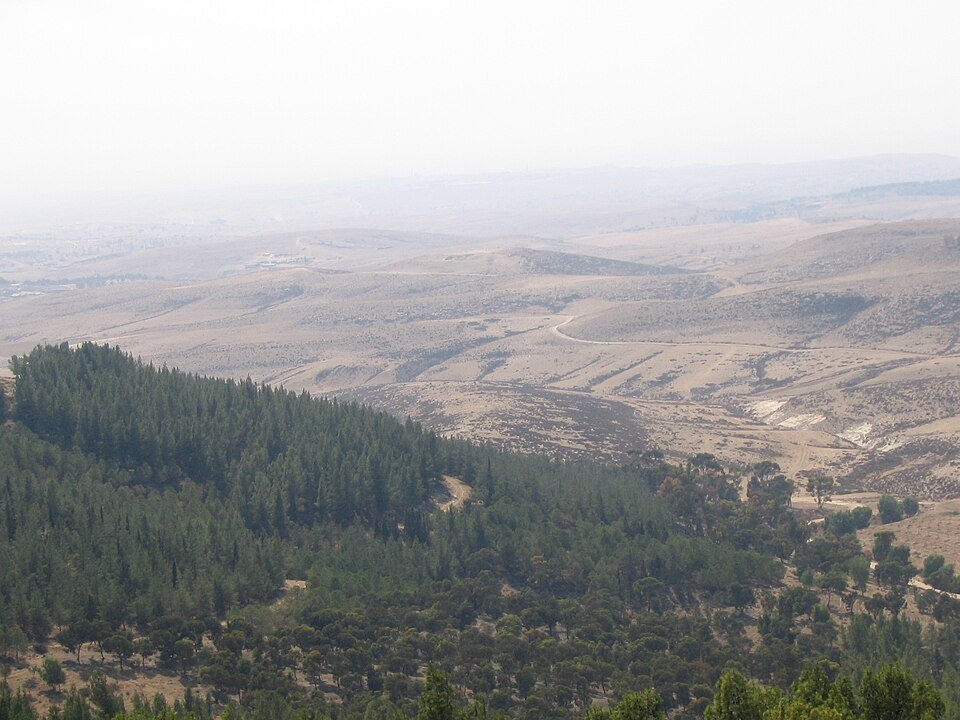יער יתיר: מדרונות מיוערים שנשקפים אל מרחבי המדבר