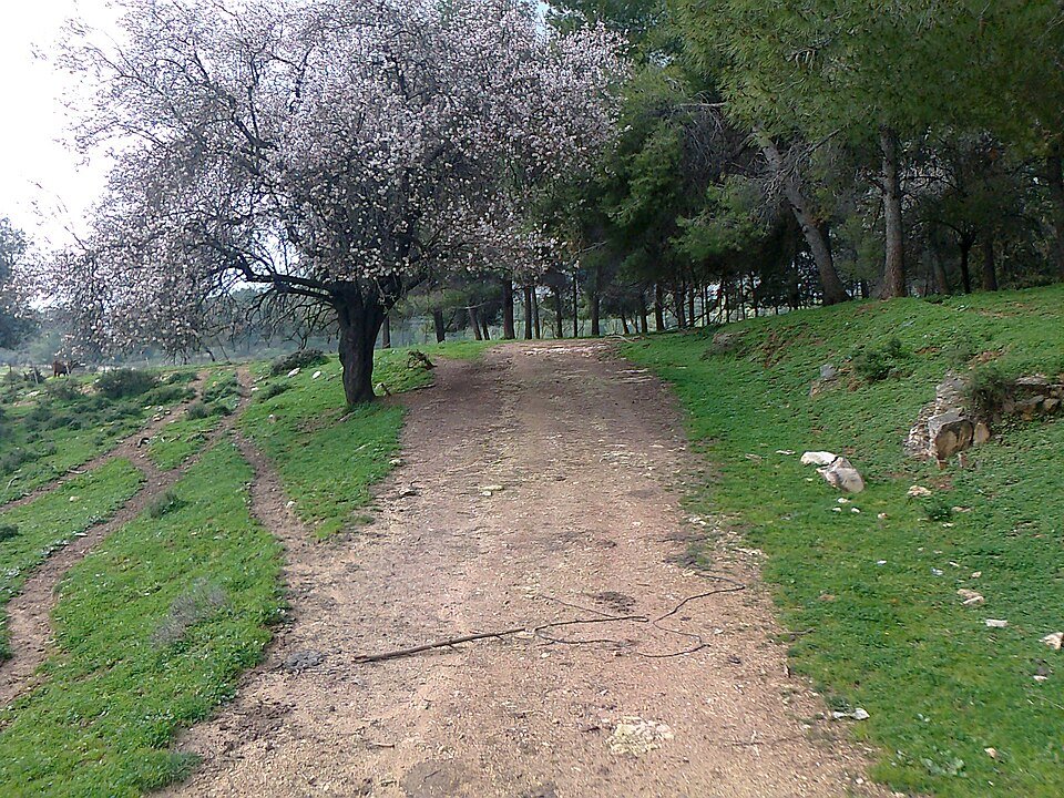 שביל עפר ביער בירייה, לצד עץ שקד בפריחה