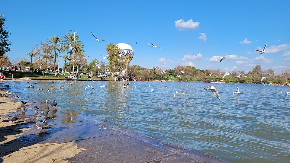 ציפורי מים על האגם בפארק הירקון בתל אביב