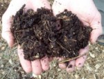 Compost_ground_wendy_small