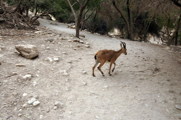 יעל נובי בעין גדי