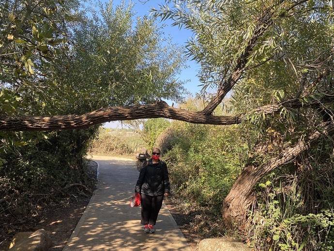 נחל דן בשמורת תל דן