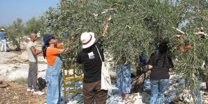 מסיק, בציר וקטיף עם ילדים: המדריך המשפחתי לסתיו החקלאי בישראל – מגתות עתיקות ועד חוות קטיף עצמי ויקבים מסיק זיתים: יריעה פרושה מתחת לעץ והענפים מנוערים ביד | צילום: צילום: Orrling, ויקישיתוף, CC BY-SA 3.0