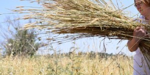 מחקר באוניברסיטת חיפה: הנאטופים פיתחו טכניקת קציר מתוחכמת לדגני בר כבר לפני כ־15,000 שנים דגני בר בשדה בן ימינו עם מינים מתפרקים מאוחר במצב יבש. צילום: ד