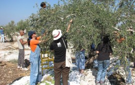 מסיק, בציר וקטיף עם ילדים: המדריך המשפחתי לסתיו החקלאי בישראל – מגתות עתיקות ועד חוות קטיף עצמי ויקבים מסיק זיתים: יריעה פרושה מתחת לעץ והענפים מנוערים ביד | צילום: צילום: Orrling, ויקישיתוף, CC BY-SA 3.0