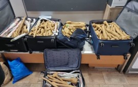 300 שתילים בחמש מזוודות: רופא נתפס בנתב"ג בשובו מתאילנד חמש המזוודות שבהן התגלו כ-300 השתילים בנמל התעופה בן גוריון | צילום: מפקחי מכס נתב