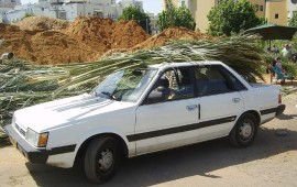 הרב הראשי לסוכות: להקפיד על סכך שאינו בא על חשבון העצים שוק סכך בבני ברק. אילוסטרציה | צילום: Dr. Avishai Teicher / Wikimedia Commons