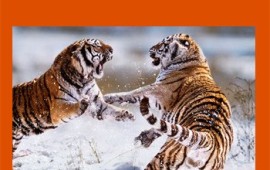 אלי שביט: החיים הם מלחמה מי שנלחם