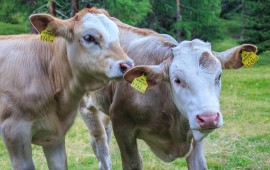 שר החקלאות בהודעה נחרצת: אם לא ימוזער צער בעלי החיים ביבוא בקר לא נאשר היבוא חמלה ומזעור צער בעלי החיים. צילום: אילוסטרציה