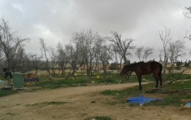 אילוסטרציה - פינוי חוות סוסים (צילום: רשות מקרקעי ישראל)