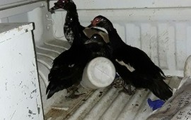 אזרח הגון צלצל למוקד העירוני ודיווח על התעללות בברווזים בתמונה: חלק מהברווזים לאחר החילוץ צילום: עיריית הרצליה