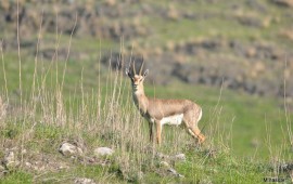 מציינים בעולם ובישראל את "היום העולמי לשמירת החי בבר" צילום: מחמוד נסאר