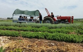 כל המשפחה חוגגת בפסח בפסטיבל הזעתר ב"חוות דרך התבלינים" צילום: הדס ניצן