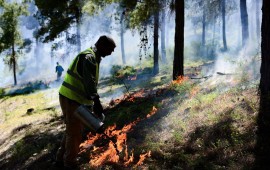 היום בצהריים (ד') קיימה קק"ל שריפה מבוקרת ביער ביריה צילום: אנג'ו גוש שלום