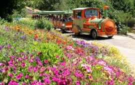 רכבת הפרחים של הגן הבוטני בירושלים - חוויה לכל המשפחה