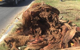 משרד החקלאות מתריע: בחורף וברוחות קיימת סכנת עצים נגועים נופלים