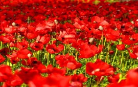 פסטיבל דרום אדום חוזר בפברואר