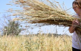 מחקר באוניברסיטת חיפה: הנאטופים פיתחו טכניקת קציר מתוחכמת לדגני בר כבר לפני כ־15,000 שנים דגני בר בשדה בן ימינו עם מינים מתפרקים מאוחר במצב יבש. צילום: ד
